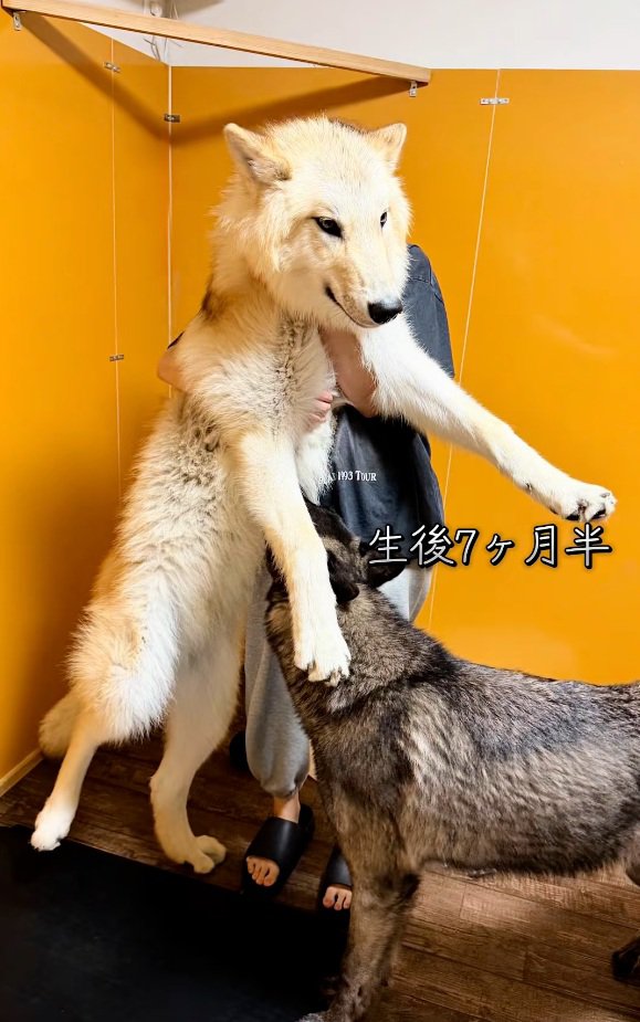 生後7か月半のフューリーくん