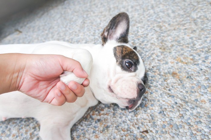 寝転んで足先を握られる犬