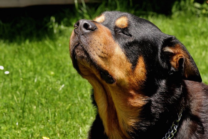 目を瞑ってニオイを嗅ぐ犬