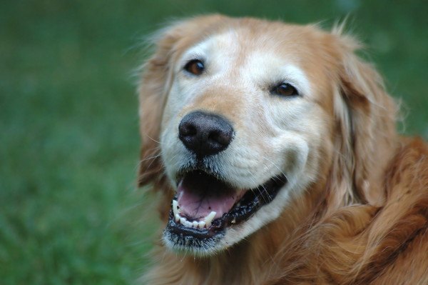 シニア犬