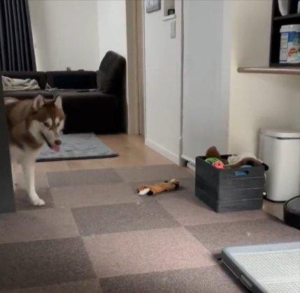 ハスキー
