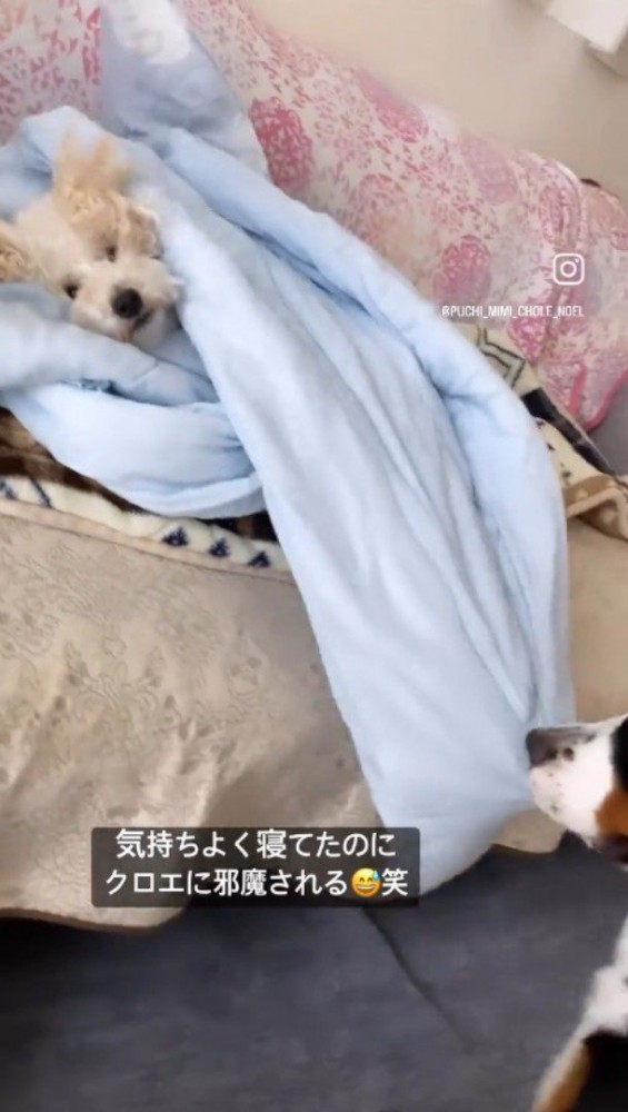 小型犬がくるまっているタオルケットの端を咥えて引っ張る大型犬
