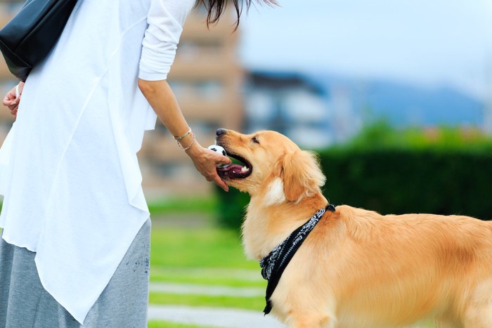 咥えたボールを飼い主に渡す犬