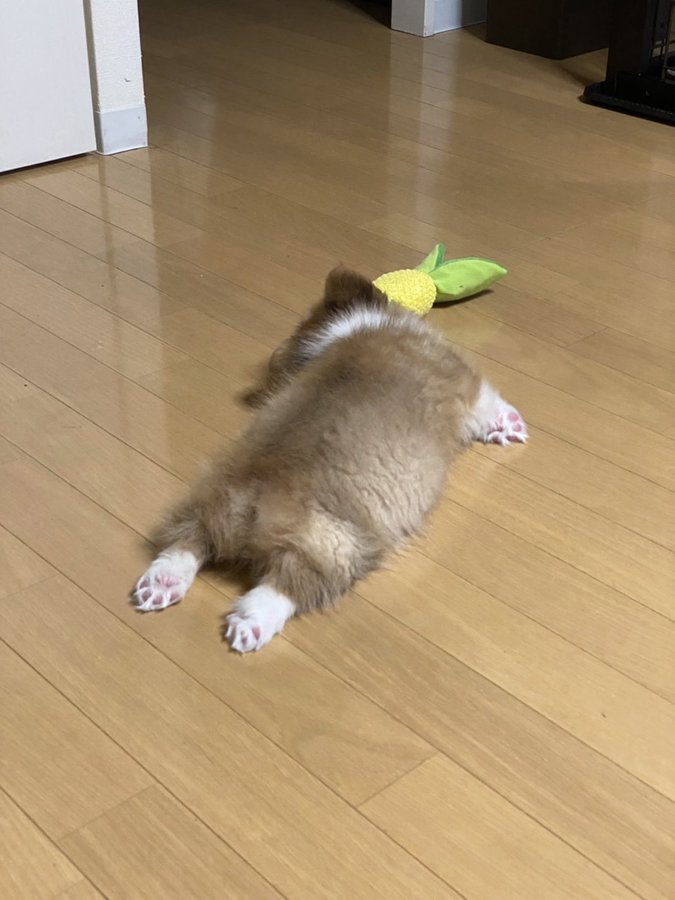 ぬいぐるみ