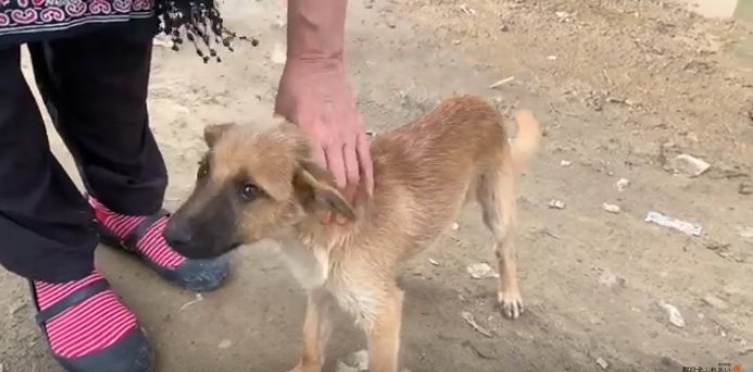 撫でられる野良犬