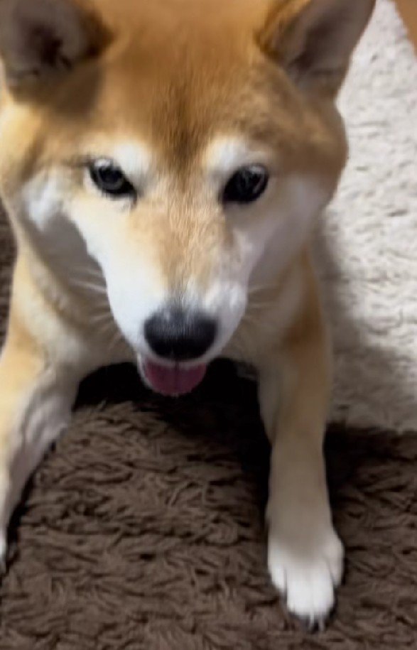 キレ味抜群なフセ