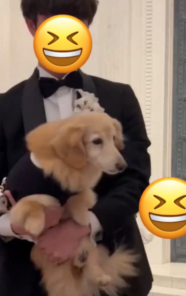 抱っこされる犬