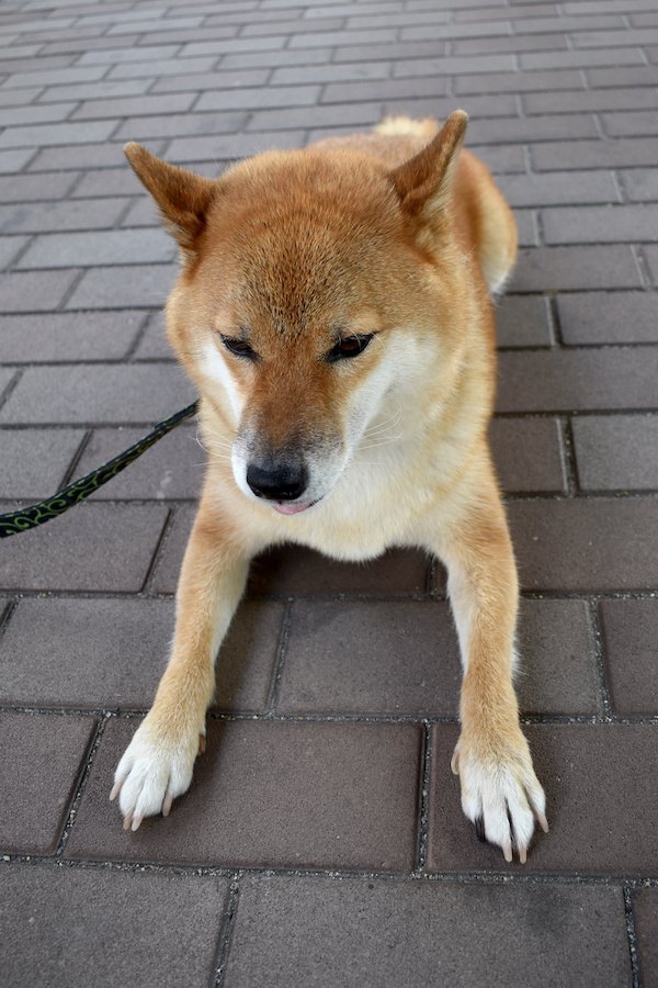 散歩中に道路に伏せて拒否する柴犬