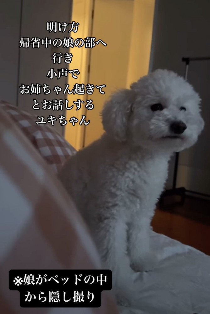 鳴き声を出す犬