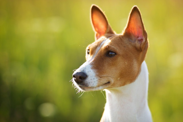 遠くを見つめている犬