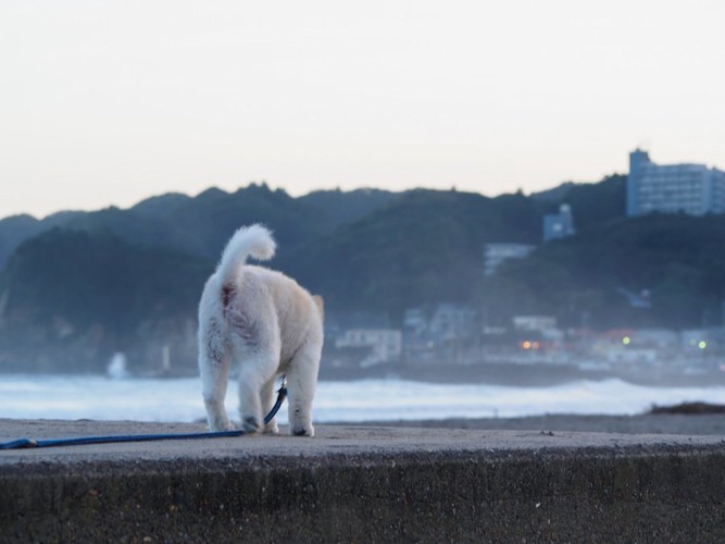 海岸を散歩する犬の後ろ姿