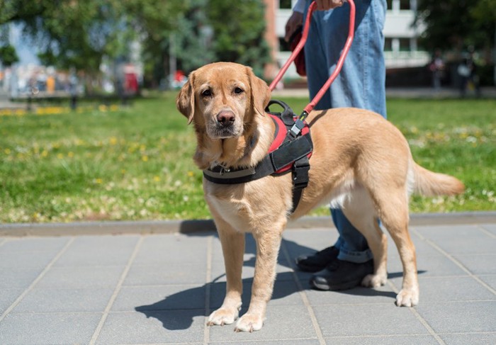 補助犬