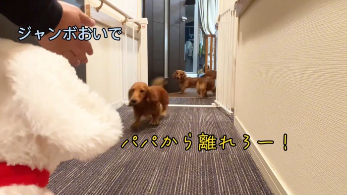 大型犬のぬいぐるみを見た三つ子ちゃん5