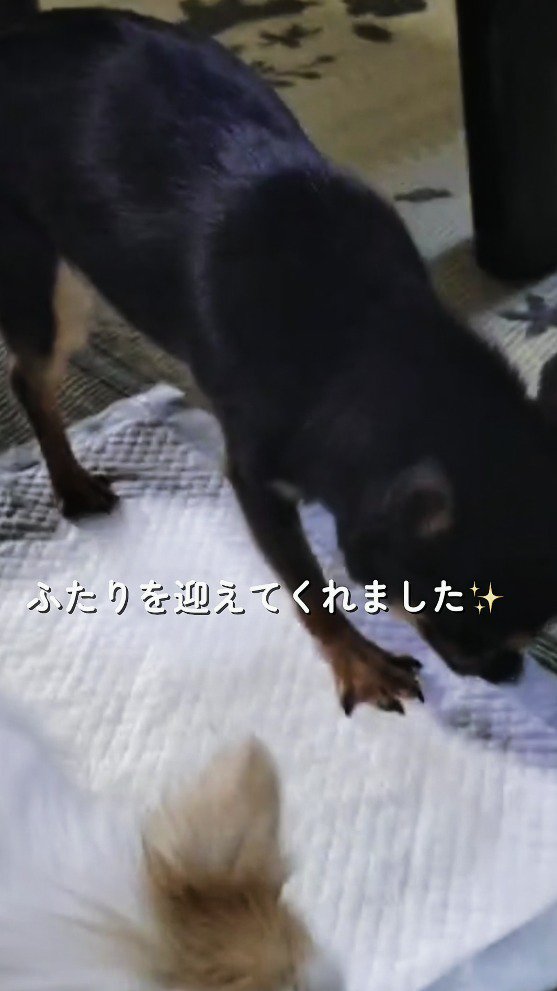 白い犬の近くへ歩いていく黒い犬