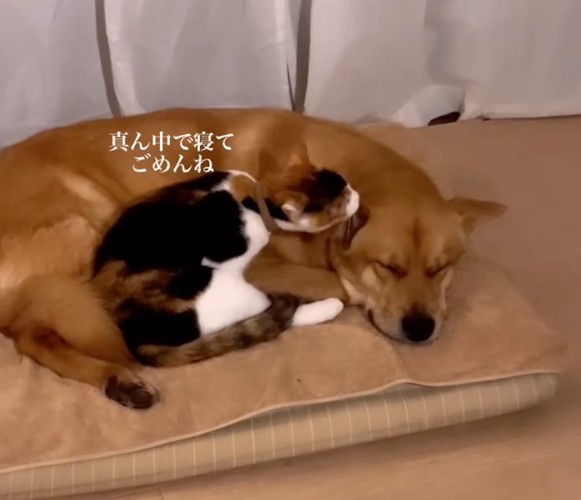 犬をぺろぺろ舐める猫