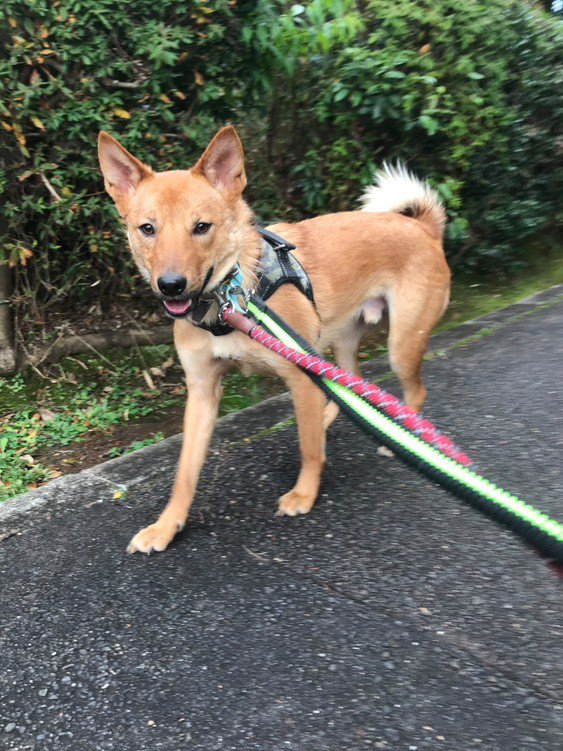 歩調を合わせられるよ♪