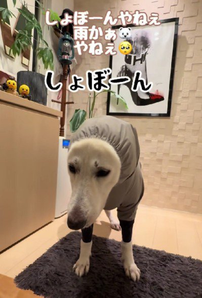 カッパを着てションボリ顔に!