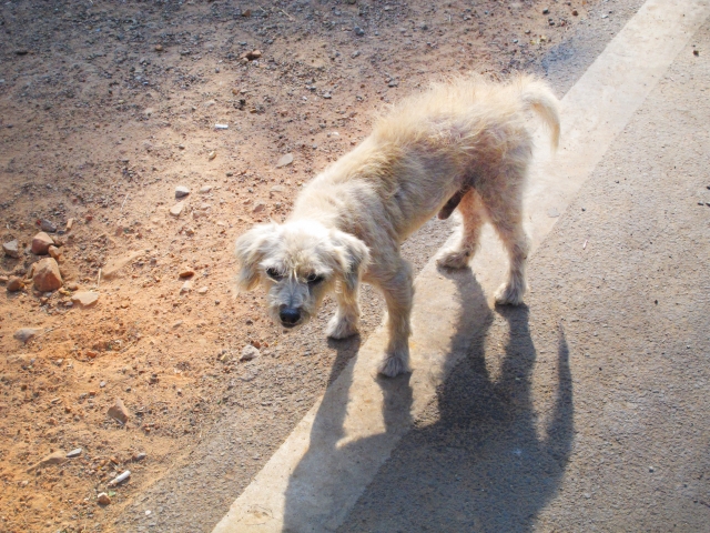 道路に立ち尽くす痩せた犬