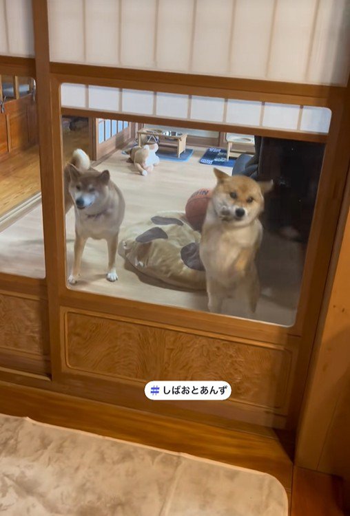 しばお君は引き気味?