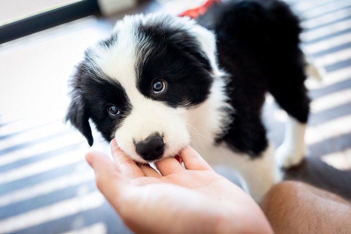 人の手を甘噛みする子犬