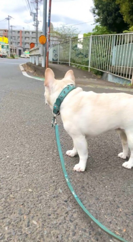 散歩中に遠くを見つめ始める犬