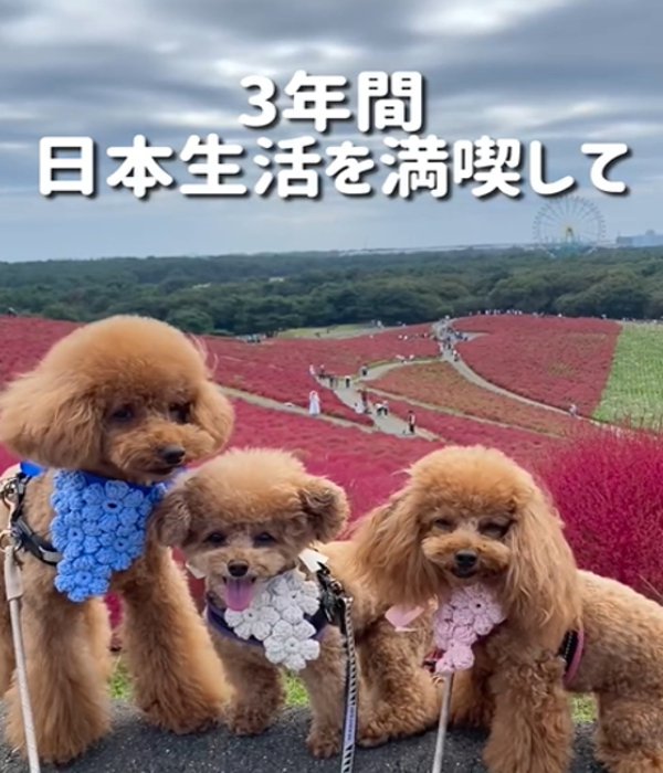 3匹の犬たち2