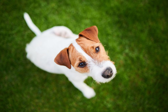 寂しそうに見上げる犬