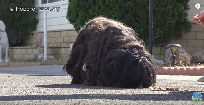 食べ物を拾う犬