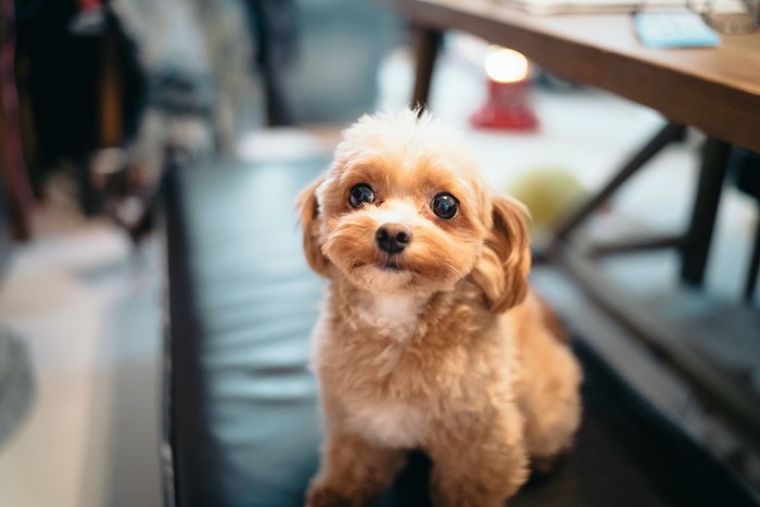 トリミングされる犬