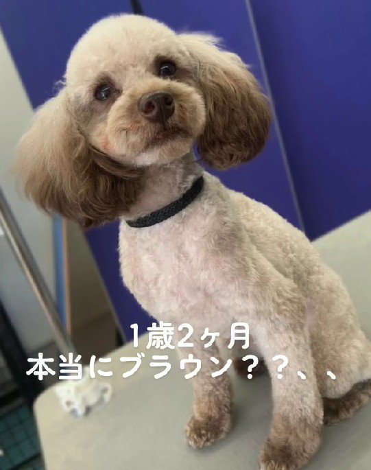 脱色した！？