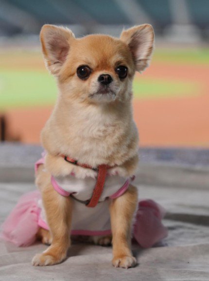 かわいすぎる犯人でした♡