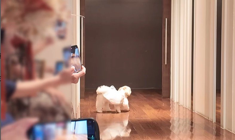 リングドッグに挑戦するつぶちゃん3