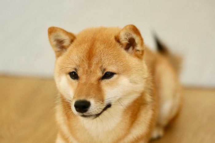 見つめる柴犬