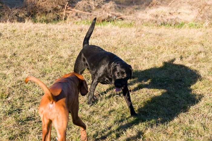 近づき合う2匹の犬