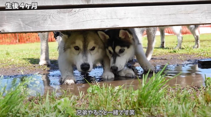 泥水で遊ぶハスキー兄弟