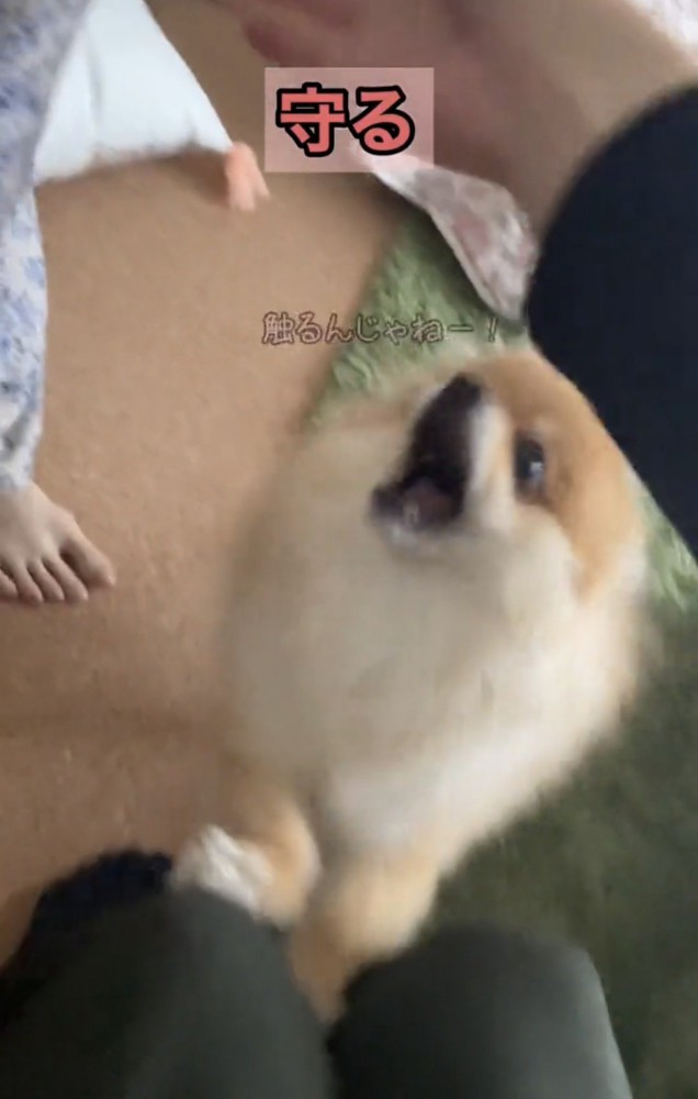 前脚を上げる犬
