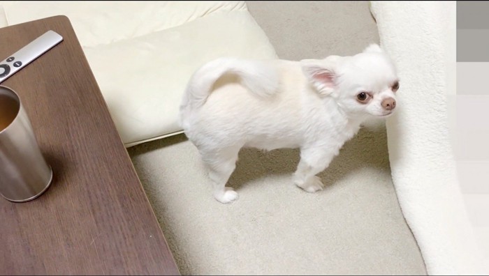 飼い主の顔を見上げる犬