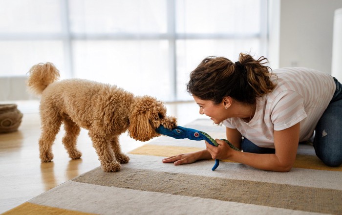 おもちゃを引っ張り合って遊ぶ犬と人