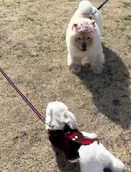 小型犬を煽るこまめちゃん