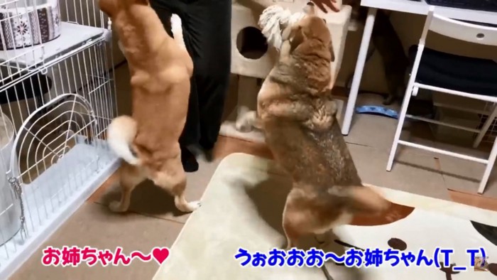 お姉ちゃんに飛びつく柴犬たち