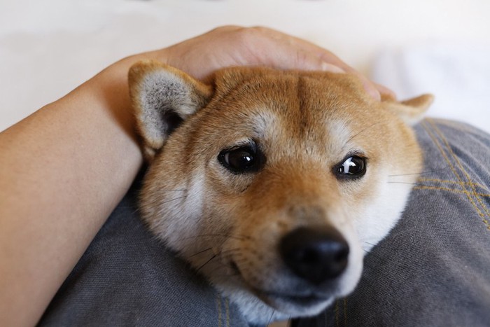 飼い主の膝に顔を乗せて目をそらす柴犬