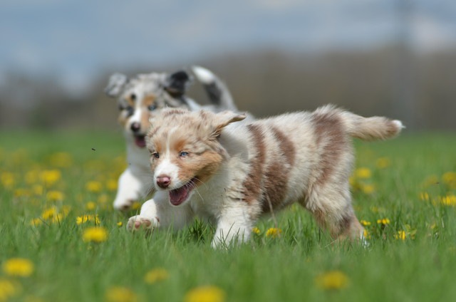 遊ぶ子犬