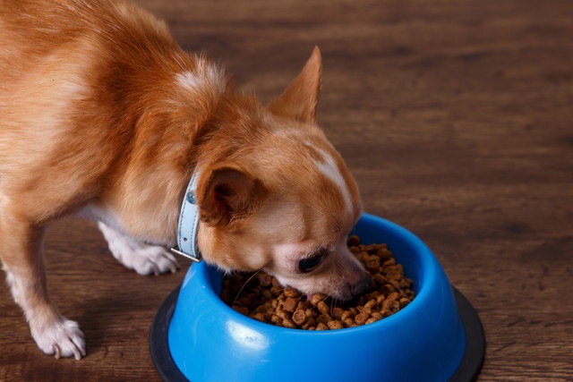 食事中のチワワ