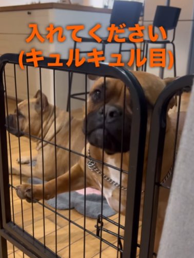 柵に手をかけておねだりするアメリカンブリー