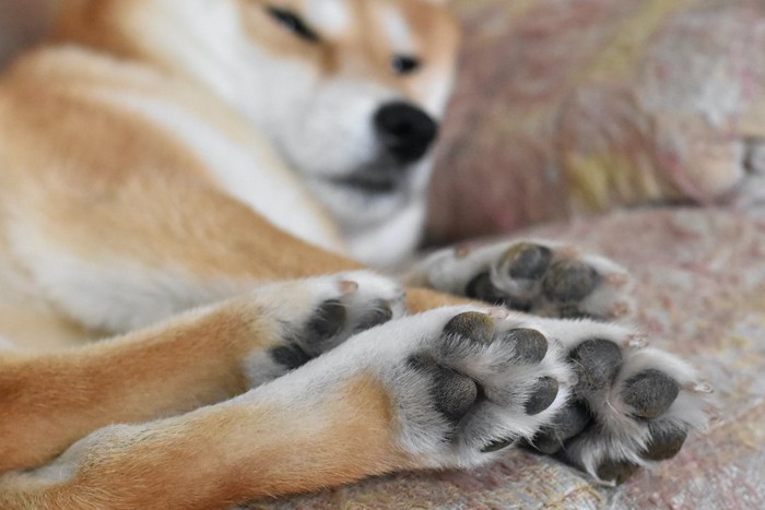 足を伸ばしたまま寝る柴犬