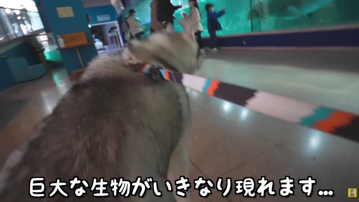 大きなアザラシさん！！