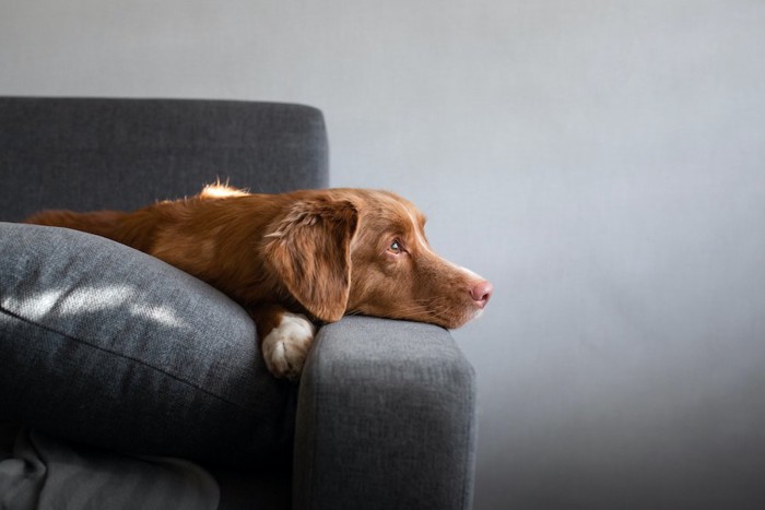 ソファーに顎をのせている犬