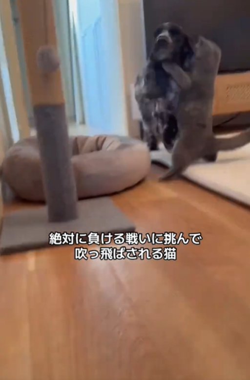 ぶつかる猫と犬