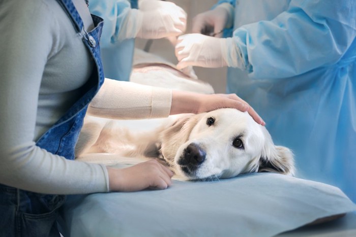 病院の診察台に横になる犬を撫でる飼い主