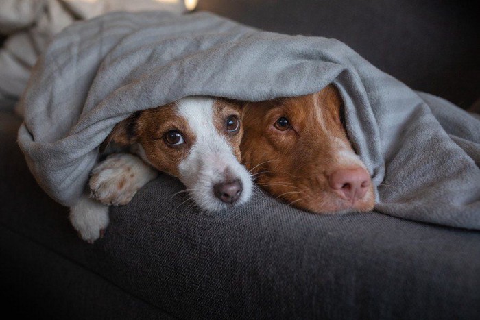 布団をかぶっている二匹の犬